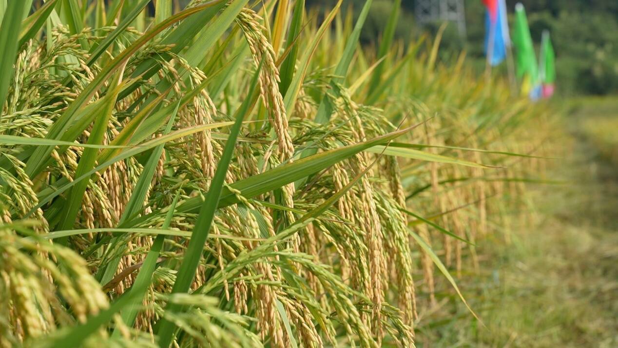 198e24b01e6d8cf970fa15f6b1fe6dde.jpeg 育繁推一體化