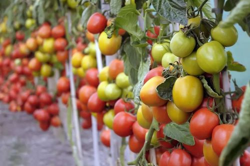 627a3bd5785ab878c5ca05ae13c63fa7.jpeg 商業化育種