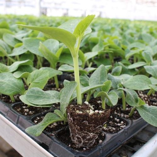 a158ba2dc5a555221b9e4bc626aa5bc0.jpeg 育種軟件