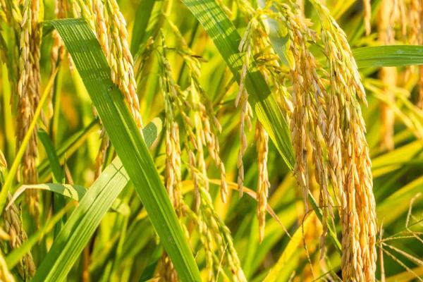 a563558872686d0b6dbd03a67e26d8d8.jpg 商業化育種軟件