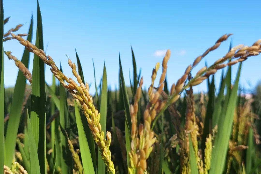 516bc540b747480b6e2a7a3531704cce.jpeg 育種小程序